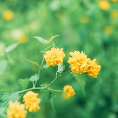 全面战争文明2游戏下载